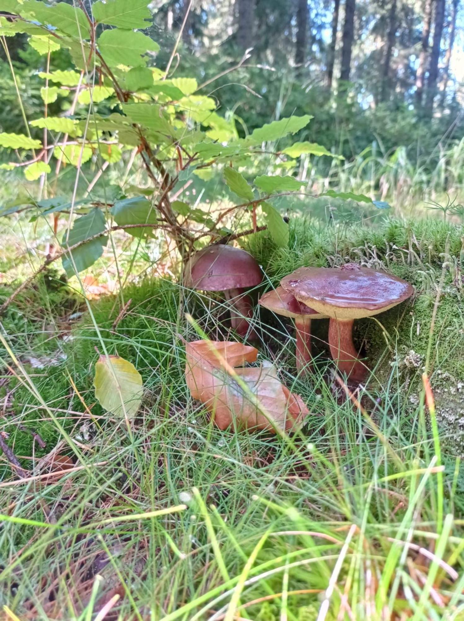 Chata Plesivka Abertamy Extérieur photo